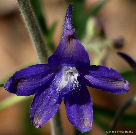 {Delphinium tricorne}